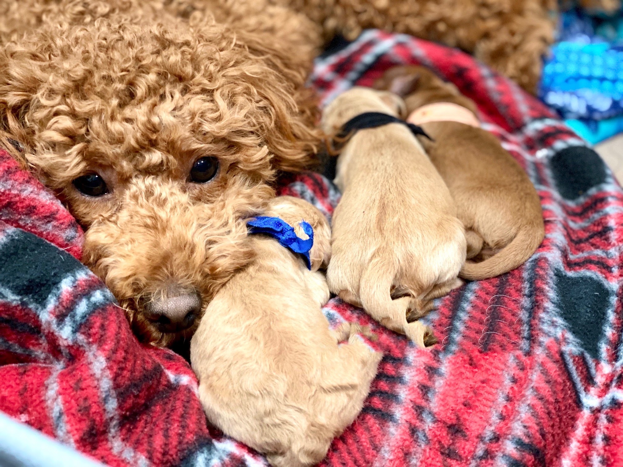 goldendoodle