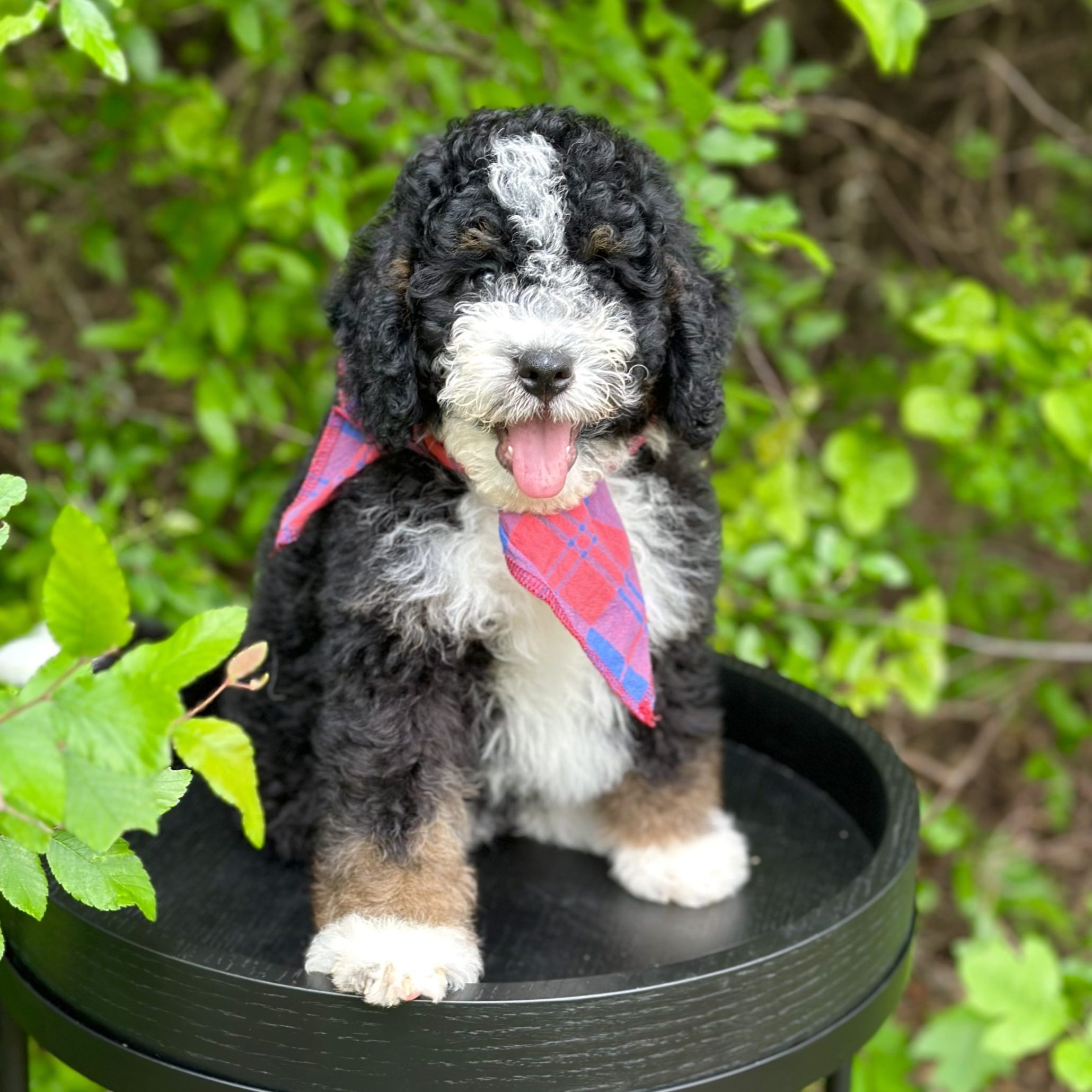 BERNEDOODLES