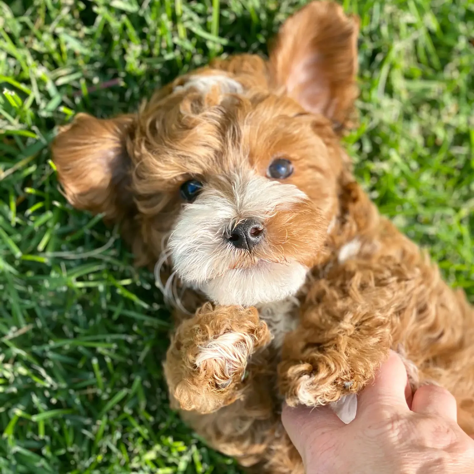 cavapoo-breeder-little-teton-doodles.jpg