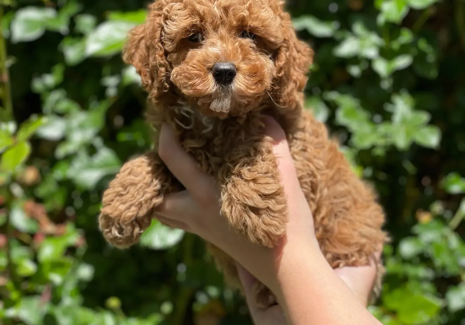 cockapoo-puppy-doodle-breeder-usa.jpg