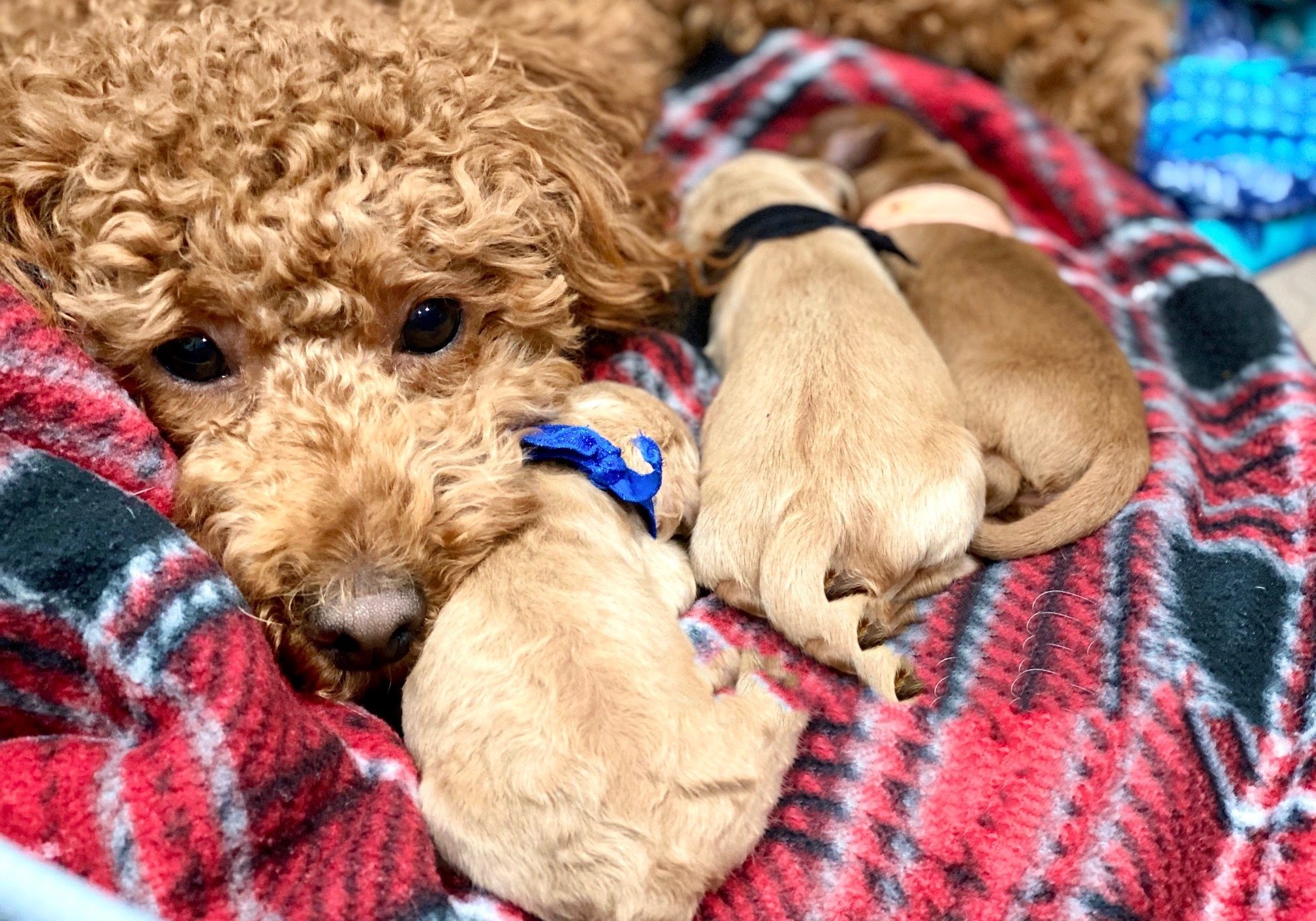 goldendoodle