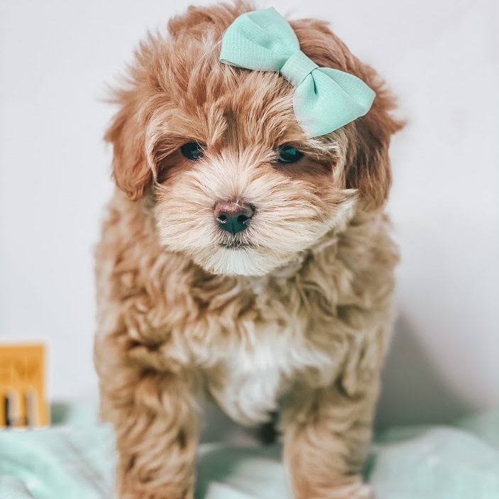 maltipoo-puppy-little-teton-doodles